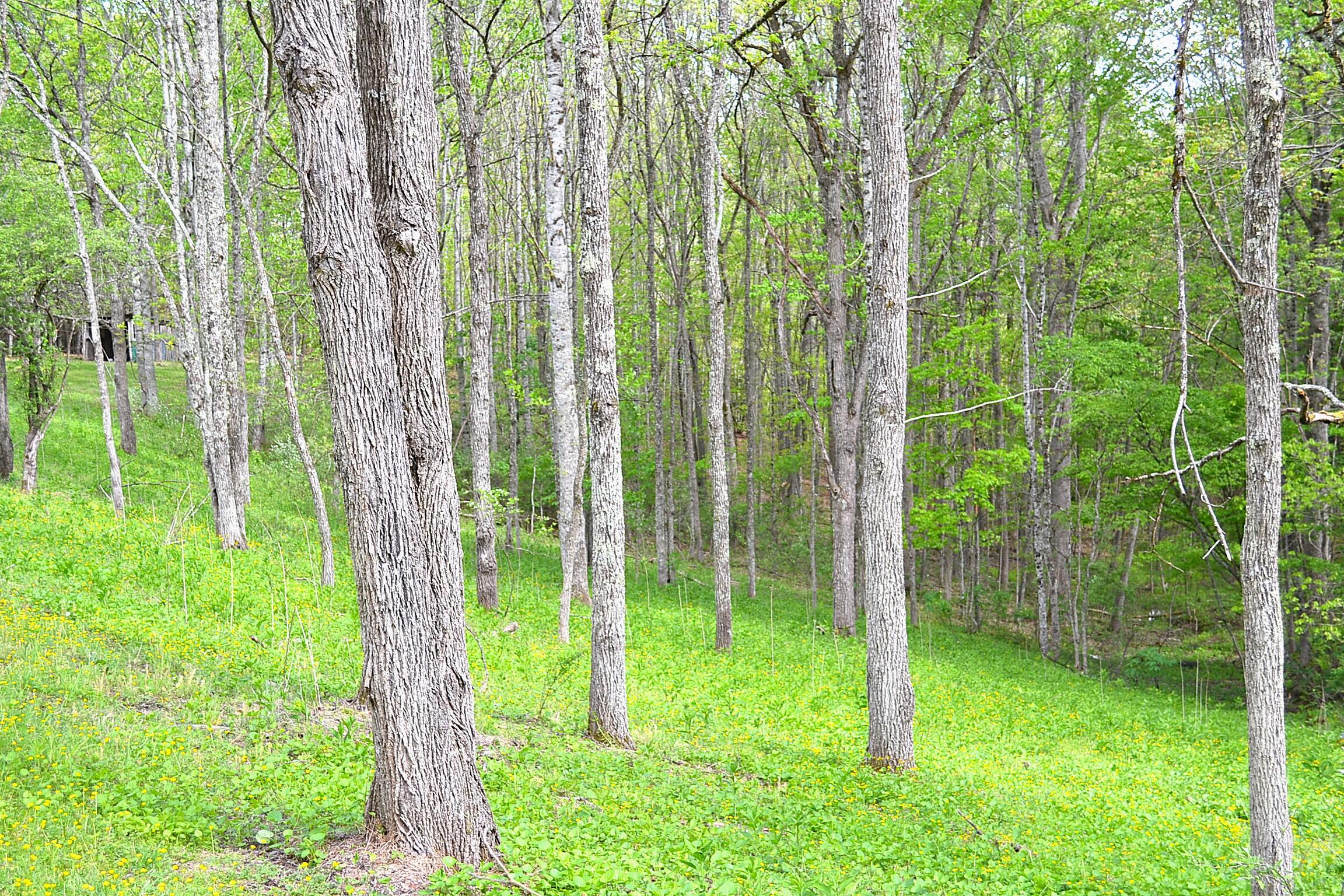 4250 Julia Road Renick, WV 24966 - Photo 19 of 64 Gallery Image 19