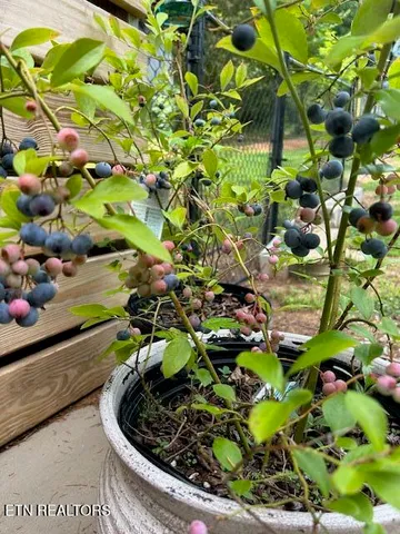 $799,500 | 4790 Roane State Highway, Rockwood, TN 37854