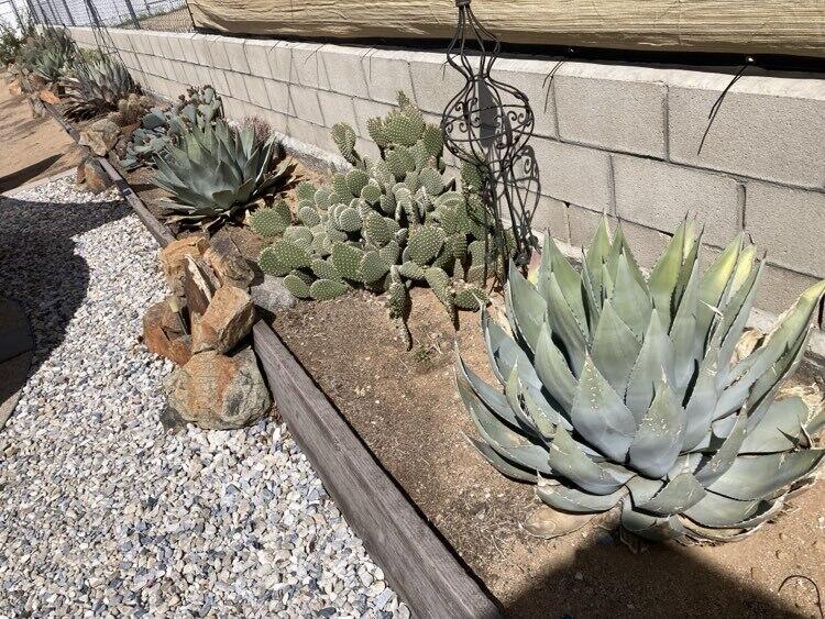 16424 Chippewa Road Apple Valley, CA 92307 - Photo 33 of 35 cactus