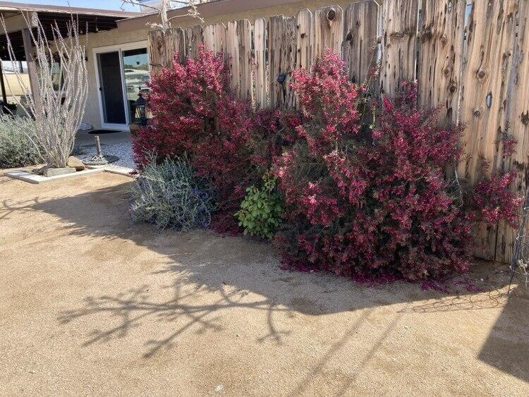 16424 Chippewa Road Apple Valley, CA 92307 - Photo 34 of 35 foilage