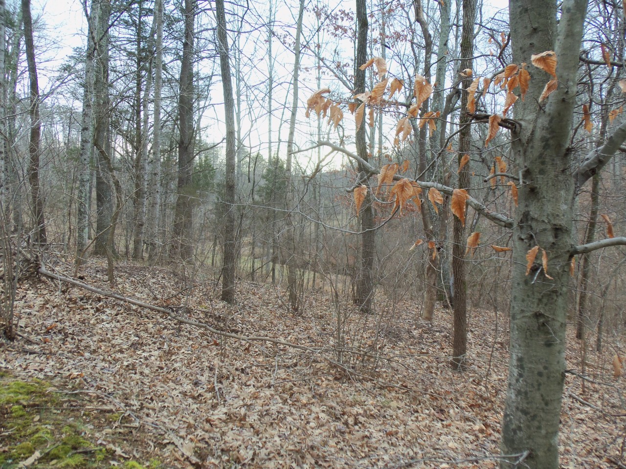 4963 Altice Road Moneta, VA 24121 - Photo 60 of 69 nicely wooded property
