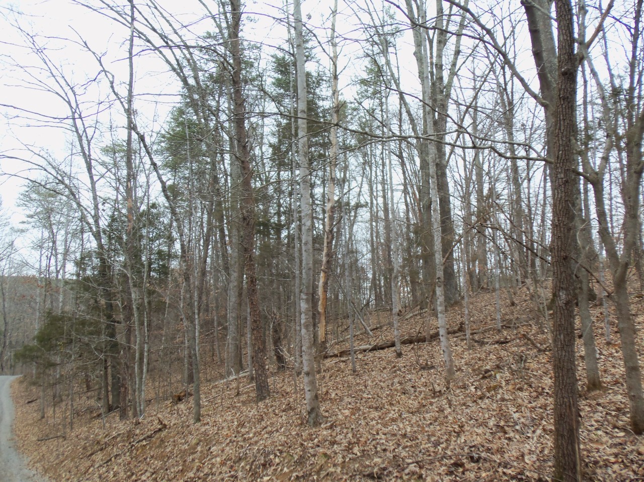 4963 Altice Road Moneta, VA 24121 - Photo 61 of 69 wooded lot