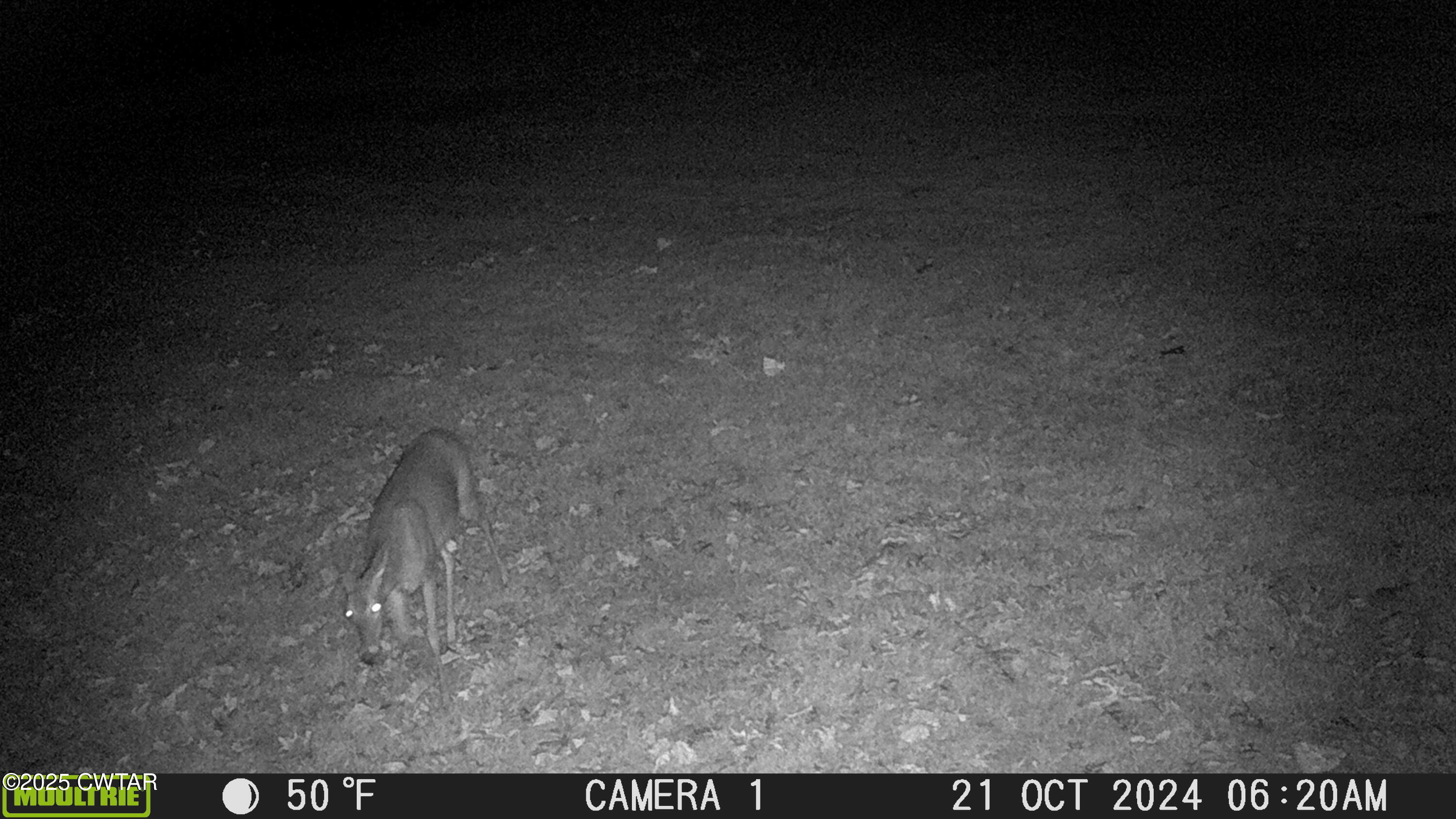 3454 Treece Road Hornbeak, TN 38232 - Photo 20 of 30 MFDC0106