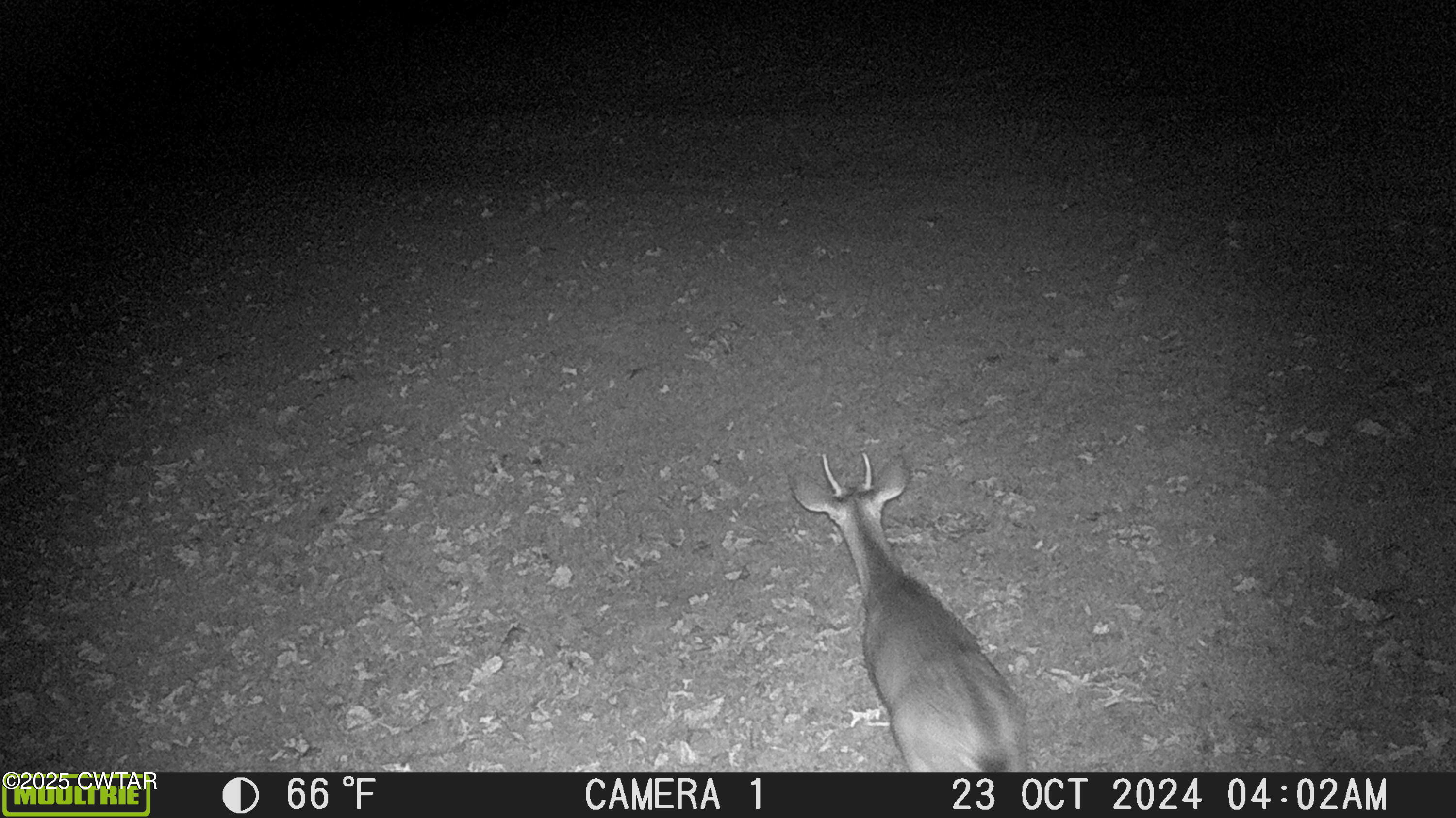 3454 Treece Road Hornbeak, TN 38232 - Photo 21 of 30 MFDC0133