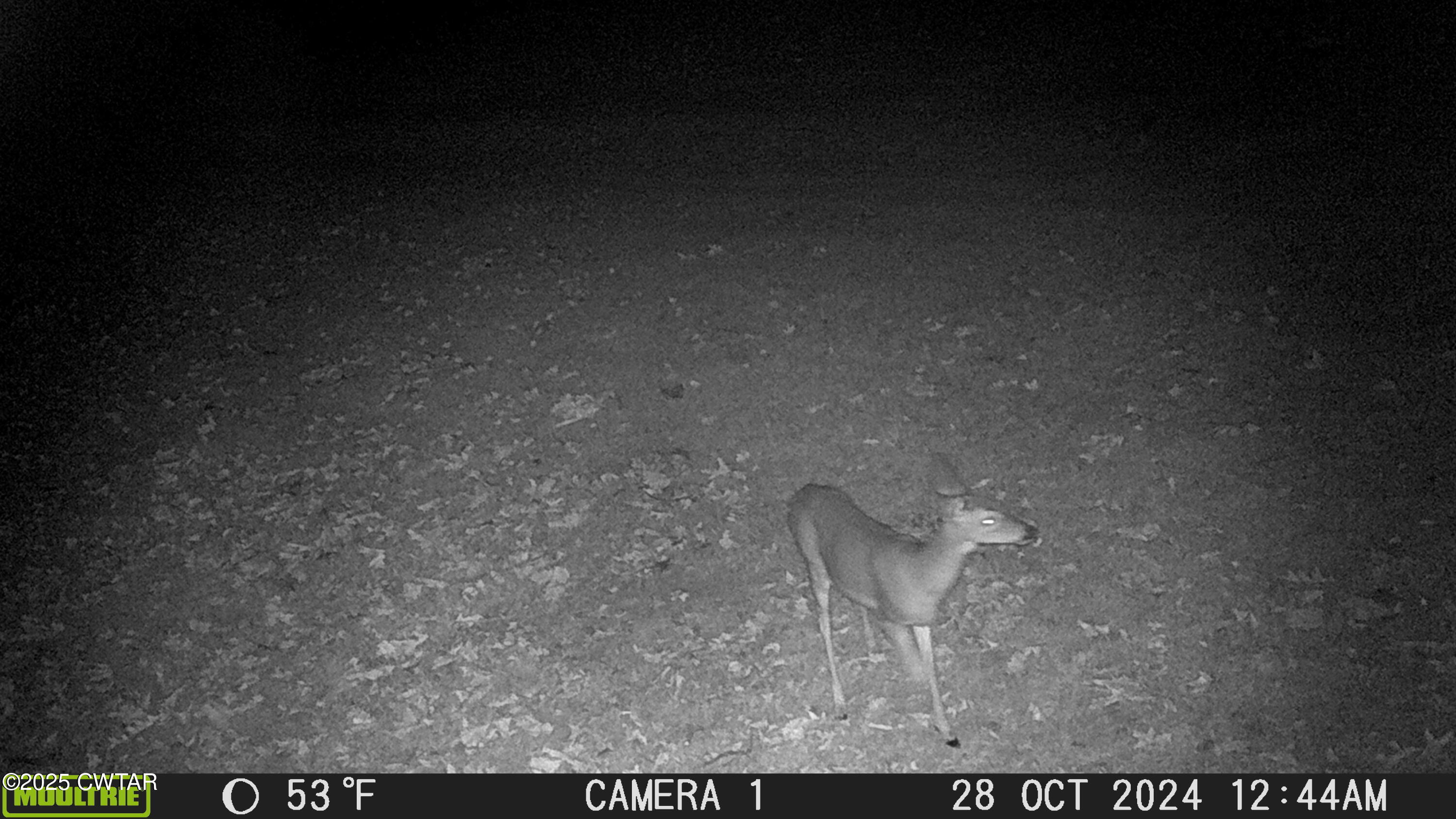 3454 Treece Road Hornbeak, TN 38232 - Photo 23 of 30 MFDC0180