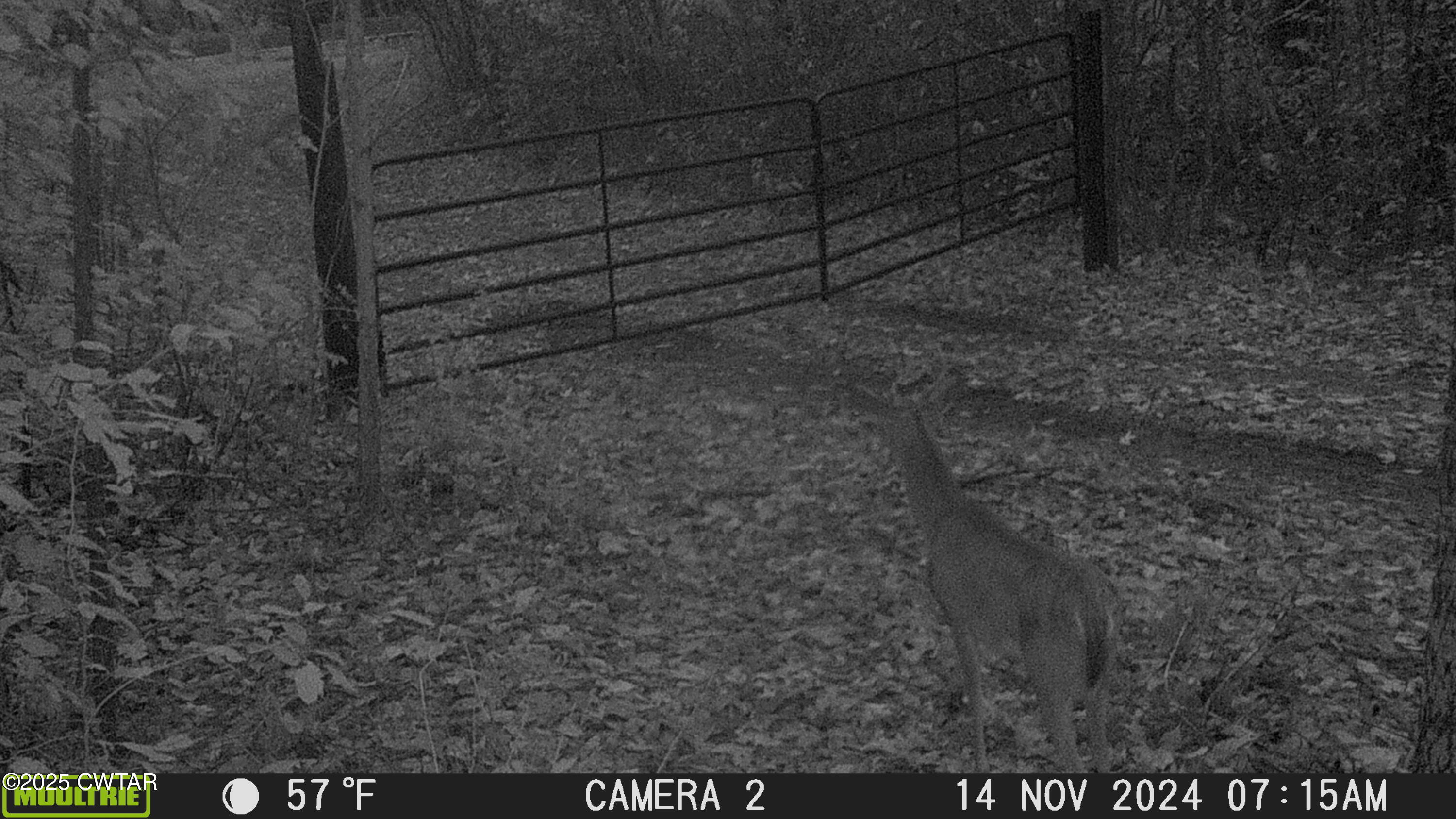 3454 Treece Road Hornbeak, TN 38232 - Photo 25 of 30 MFDC3365