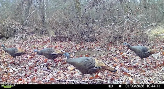 $325,000 | 6 Cut Off Road, Carthage, MS 39051