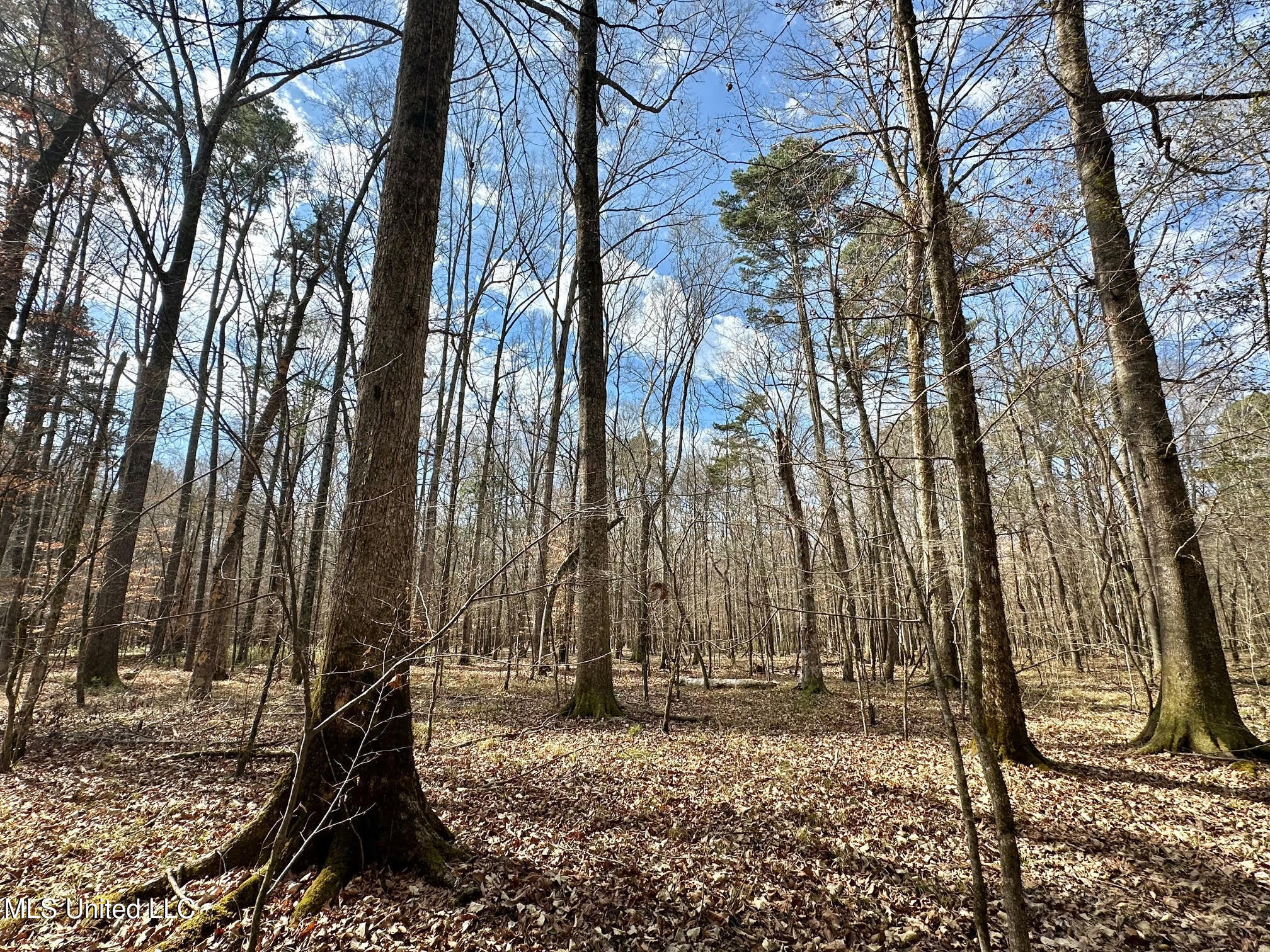 6 Cut Off Road Carthage, MS 39051 - Photo 2 of 18 14