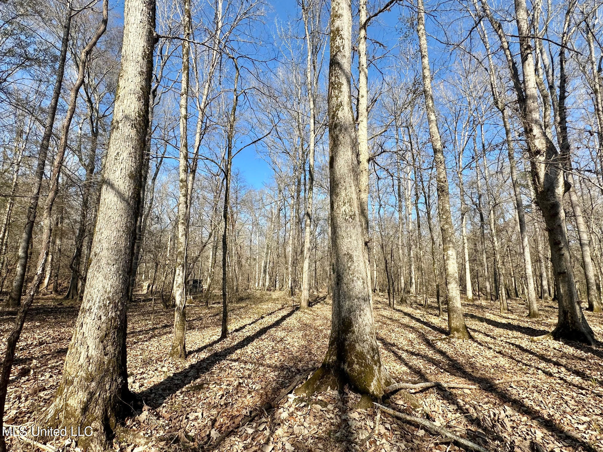 6 Cut Off Road Carthage, MS 39051 - Photo 9 of 18 124