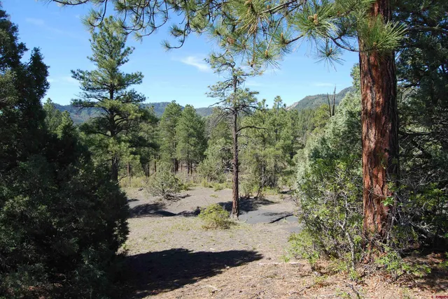 a view of a yard with a tree