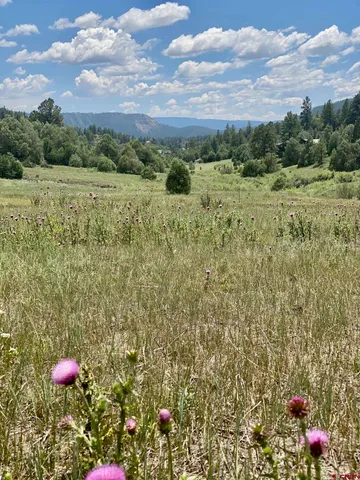 a view of a lush green field