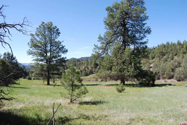 a view of a forest with a tree