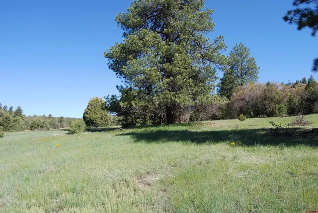 a view of a field with trees in the background