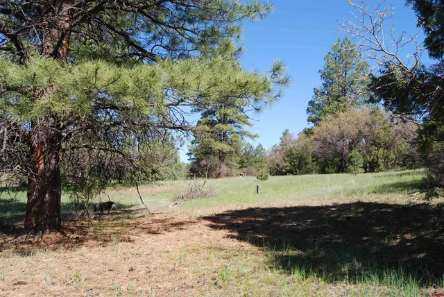 a view of a field of grass and trees
