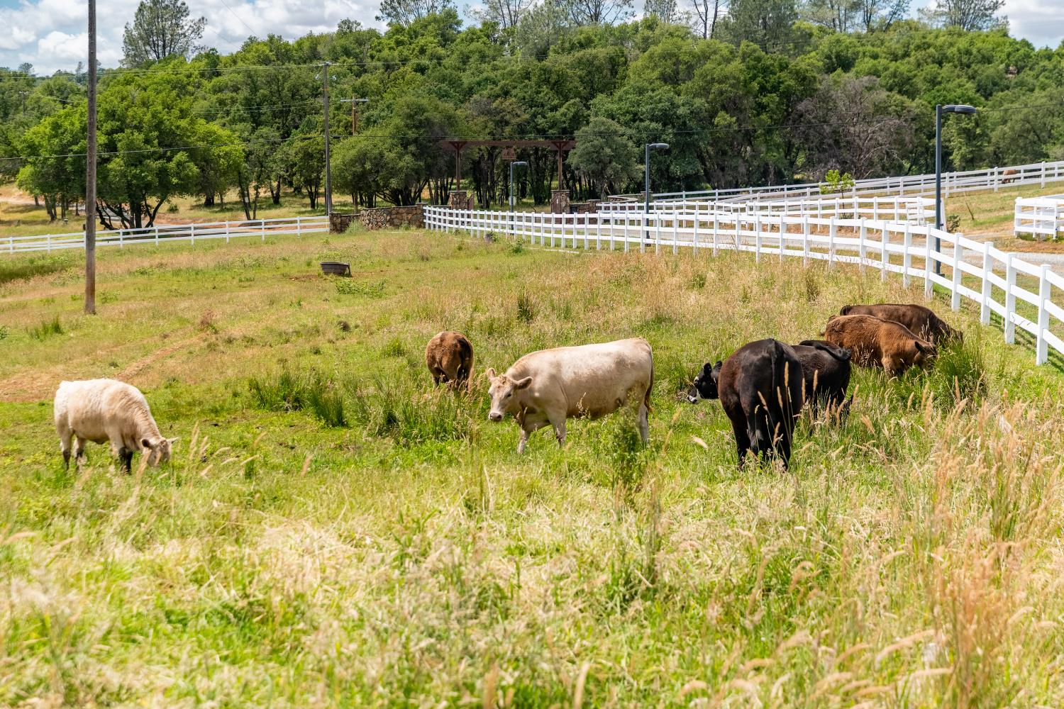 20945 Bear Hollow Road Grass Valley, CA 95949 - Photo 15 of 82 a view of a swimming pool and an outdoor space