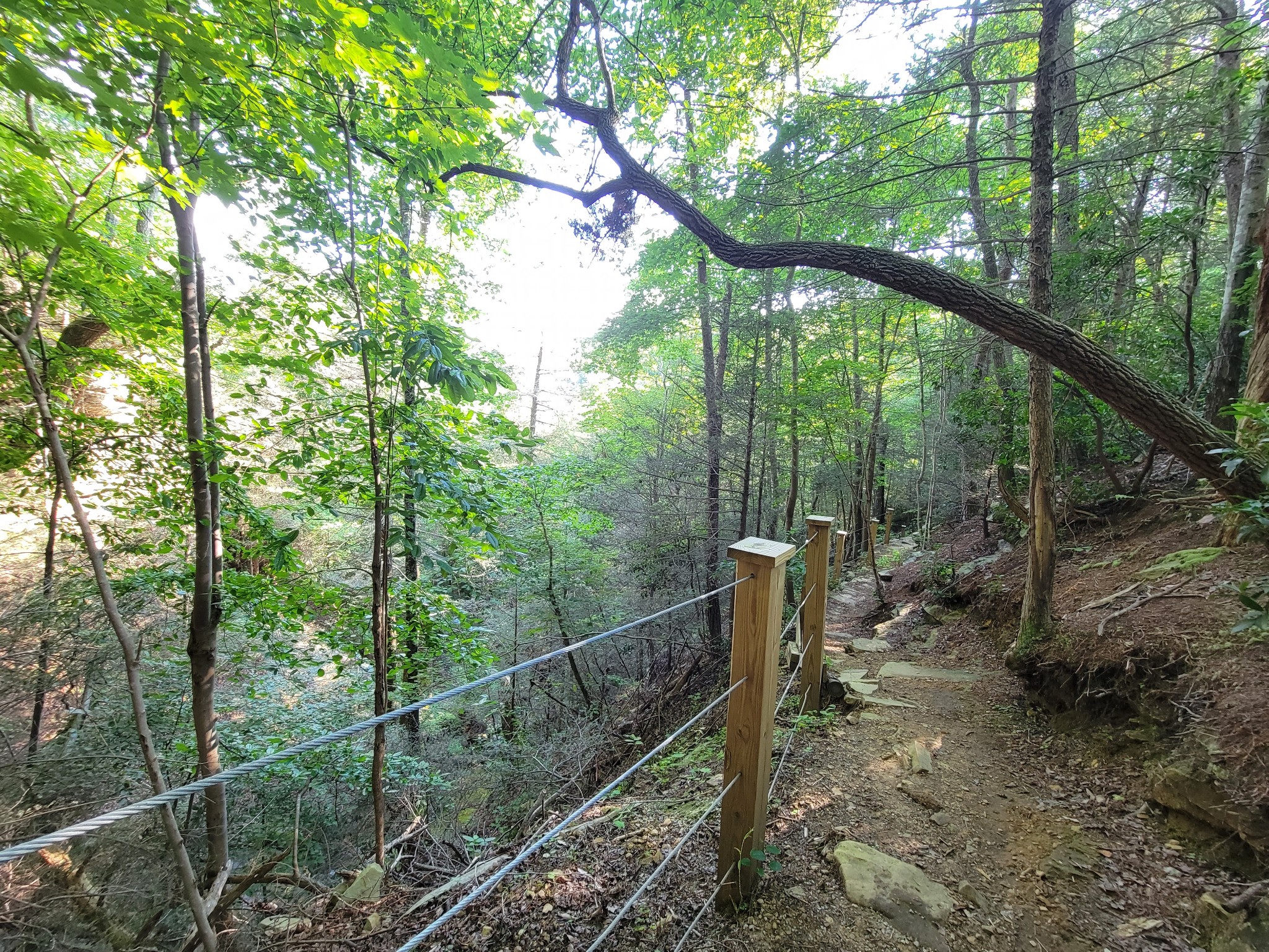 84 Sunset Bluff Monteagle, TN 37356 - Photo 14 of 22 a view of a forest with a forest