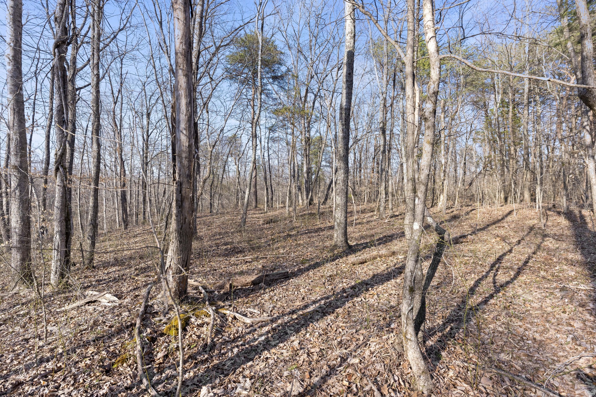 84 Sunset Bluff Monteagle, TN 37356 - Photo 16 of 22 a view of a backyard of the house