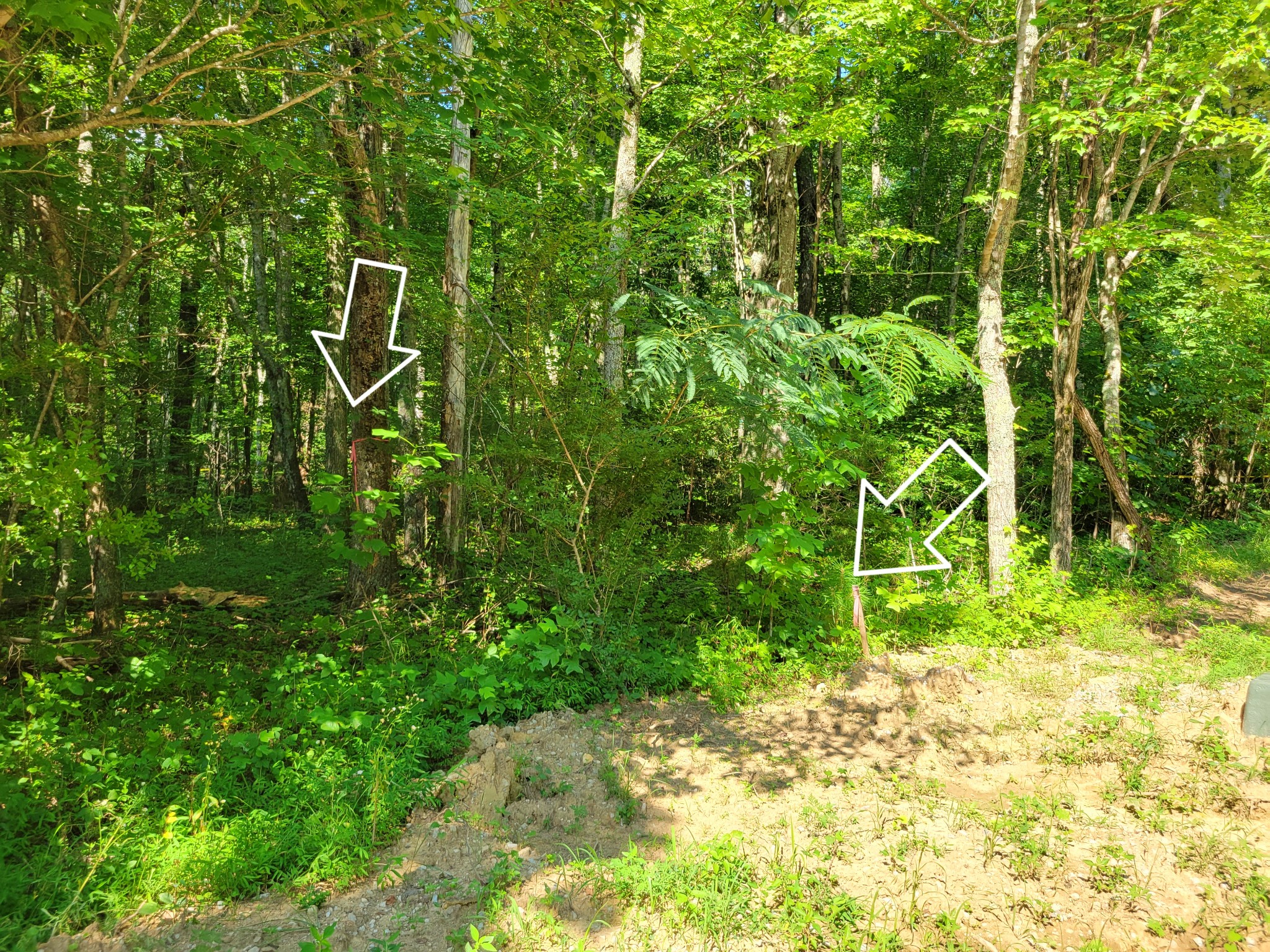 84 Sunset Bluff Monteagle, TN 37356 - Photo 4 of 22 a backyard of a house with lots of green space and plants