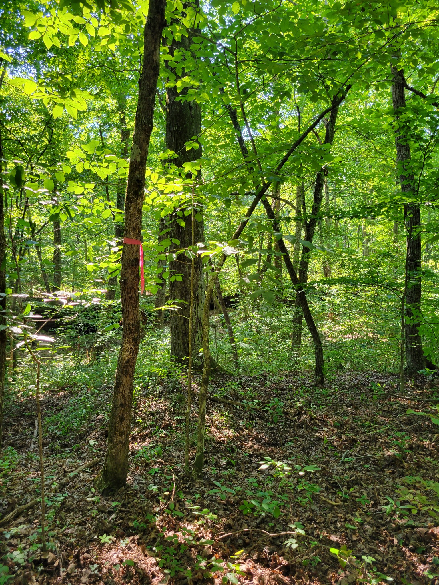 84 Sunset Bluff Monteagle, TN 37356 - Photo 5 of 22