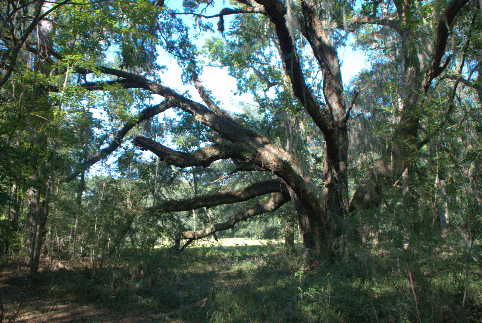 1921 Liberia Road Wadmalaw Island, SC 29487 - Photo 1 of 34 DSC_4362