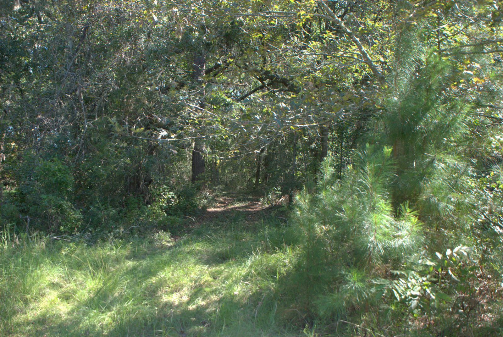 1921 Liberia Road Wadmalaw Island, SC 29487 - Photo 11 of 34 DSC_4330