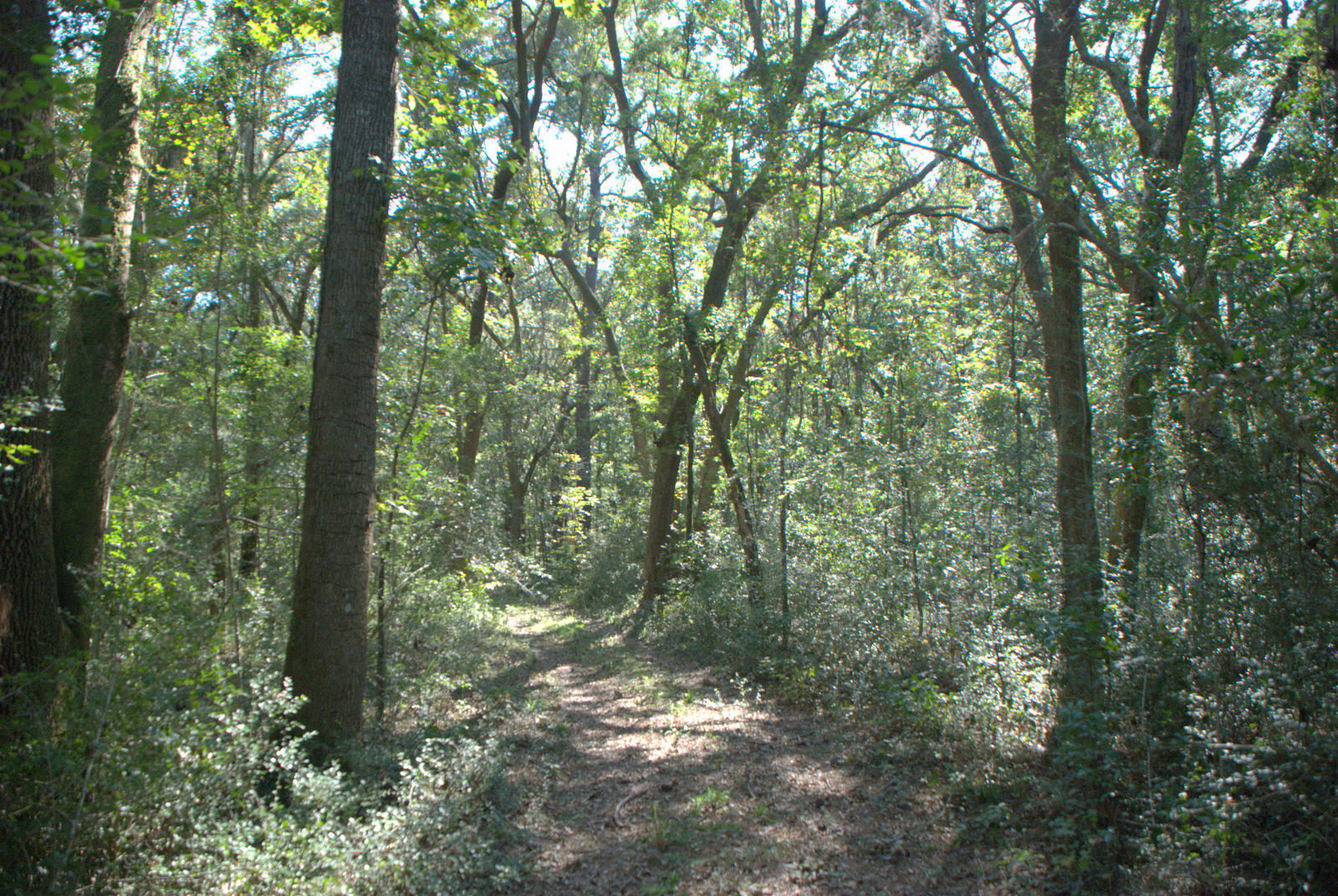 1921 Liberia Road Wadmalaw Island, SC 29487 - Photo 13 of 34 DSC_4333