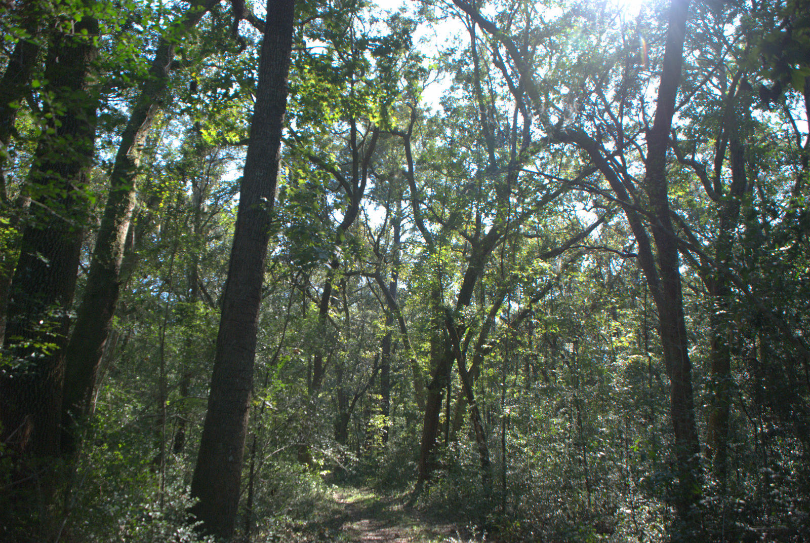 1921 Liberia Road Wadmalaw Island, SC 29487 - Photo 14 of 34 DSC_4334