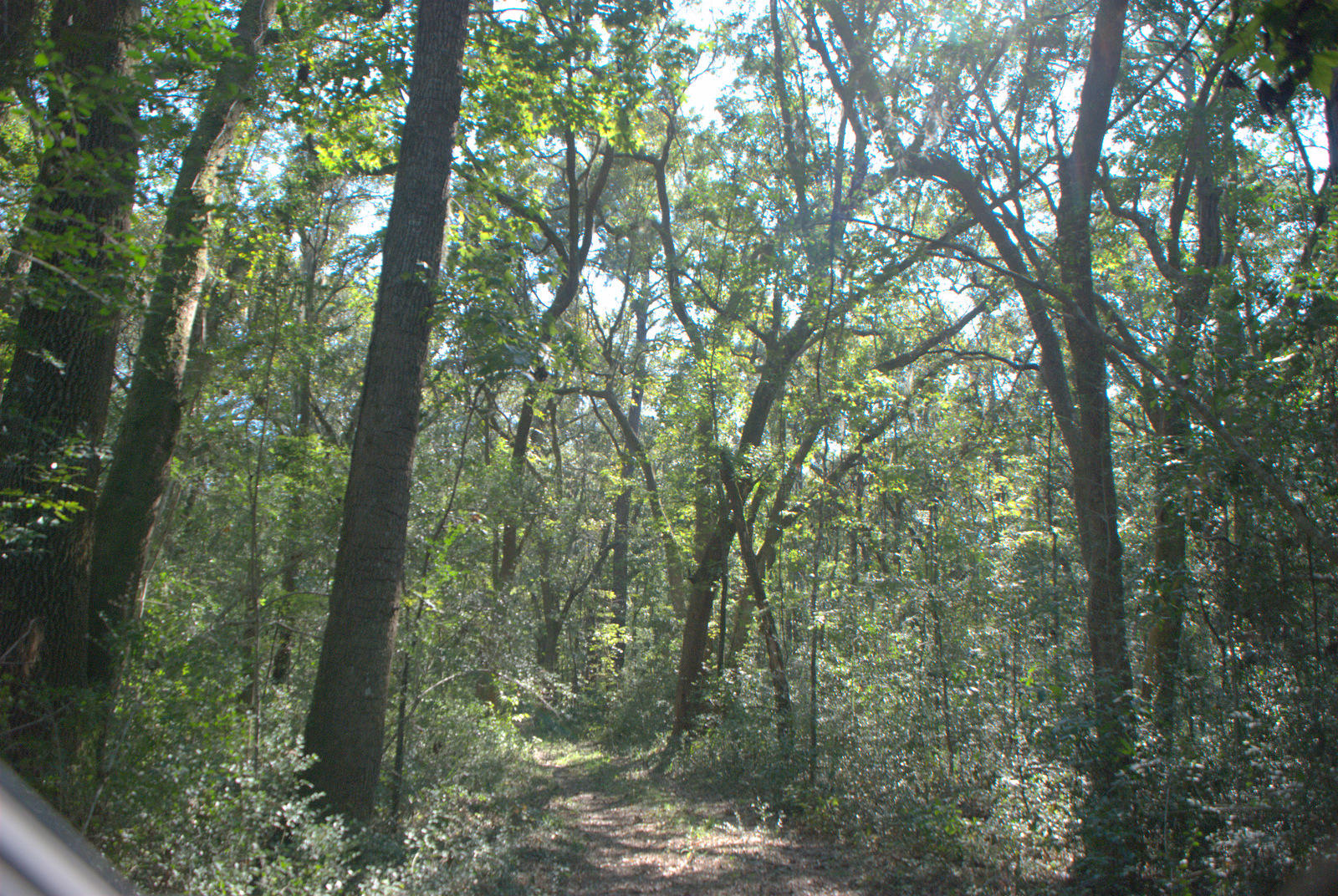 1921 Liberia Road Wadmalaw Island, SC 29487 - Photo 15 of 34 DSC_4335