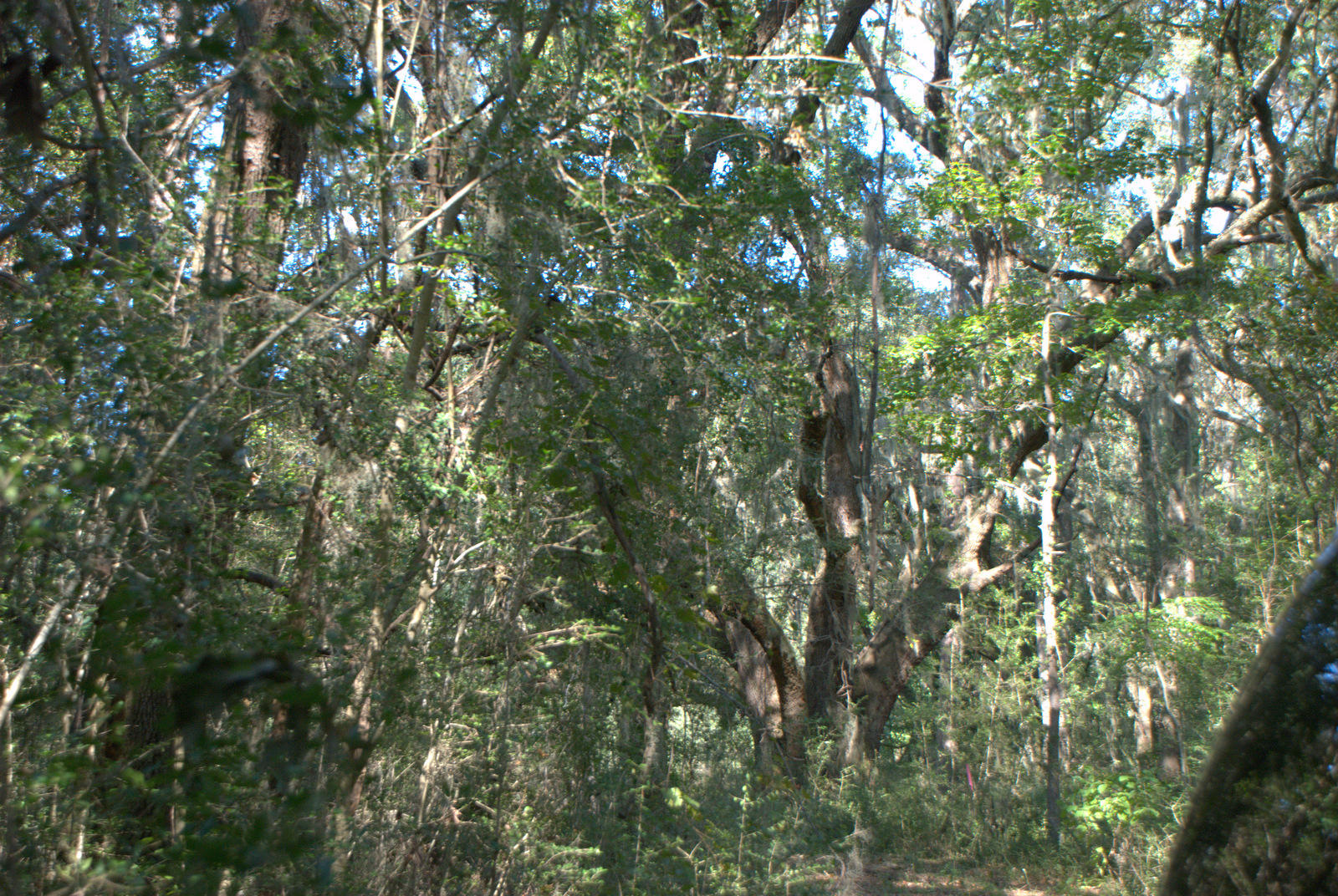 1921 Liberia Road Wadmalaw Island, SC 29487 - Photo 16 of 34 DSC_4336