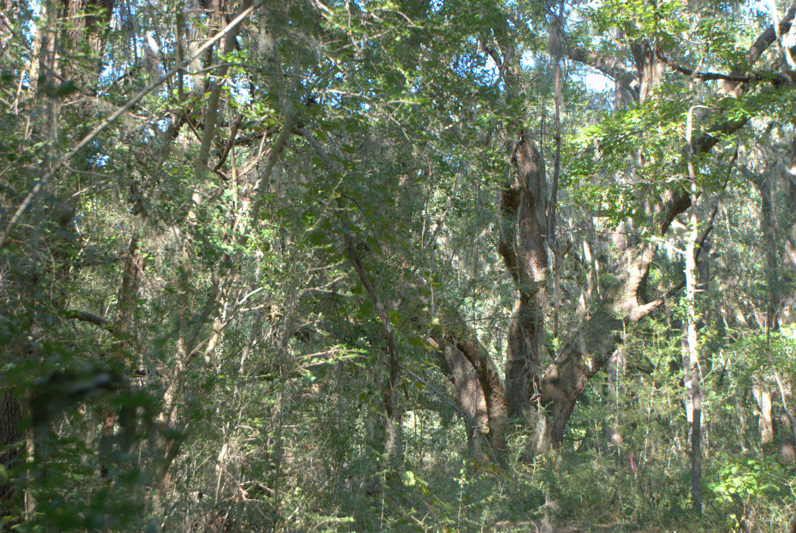 1921 Liberia Road Wadmalaw Island, SC 29487 - Photo 17 of 34 DSC_4337