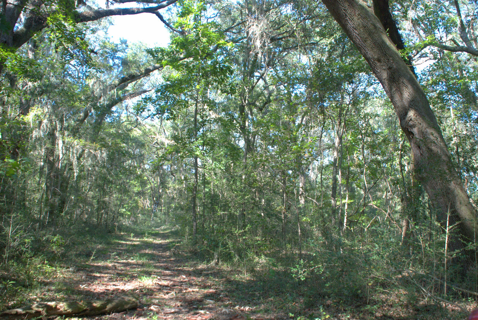 1921 Liberia Road Wadmalaw Island, SC 29487 - Photo 18 of 34 DSC_4340