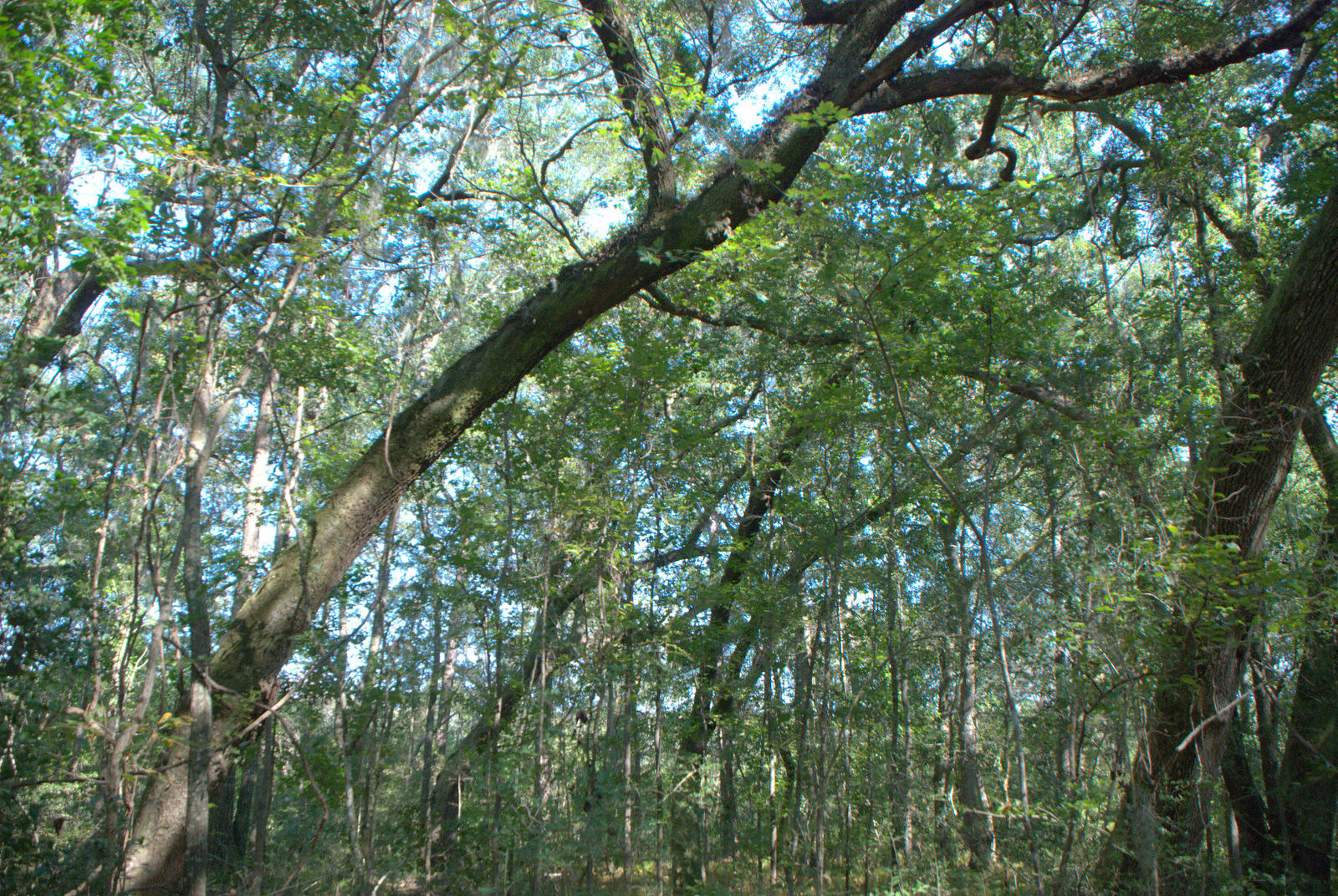 1921 Liberia Road Wadmalaw Island, SC 29487 - Photo 19 of 34 DSC_4341