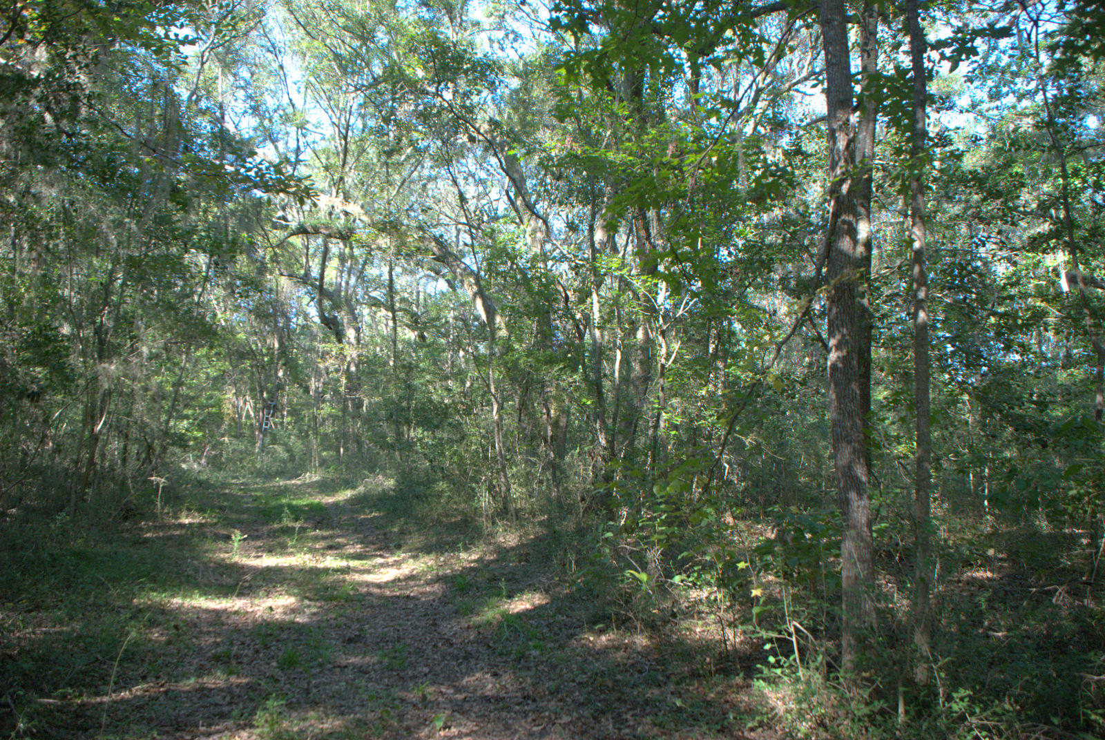 1921 Liberia Road Wadmalaw Island, SC 29487 - Photo 20 of 34 DSC_4342
