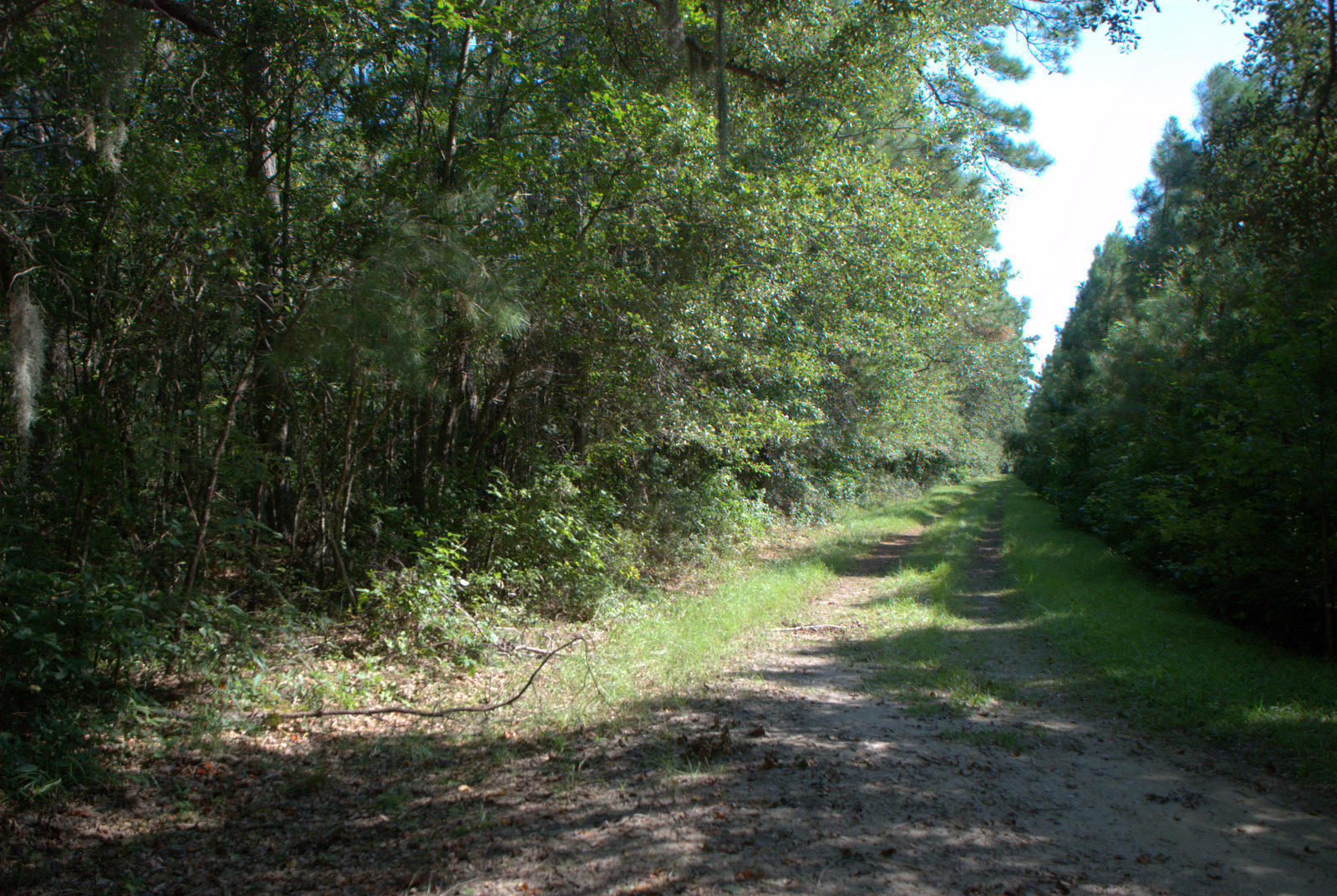 1921 Liberia Road Wadmalaw Island, SC 29487 - Photo 3 of 34 DSC_4320
