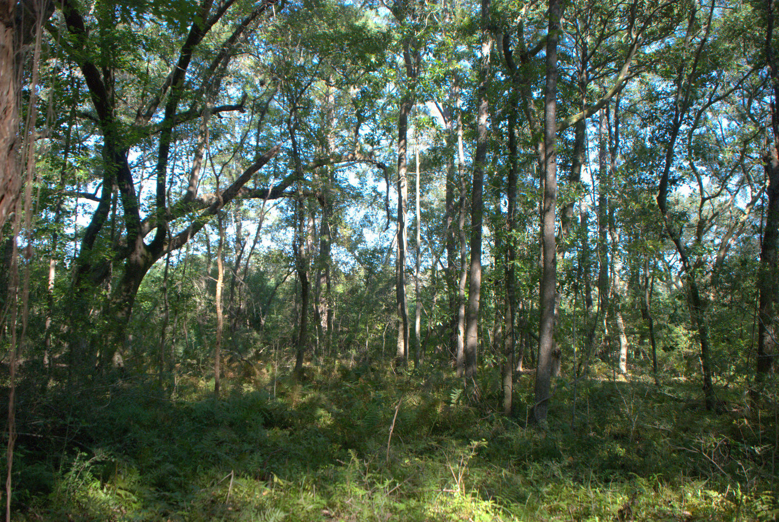 1921 Liberia Road Wadmalaw Island, SC 29487 - Photo 21 of 34 DSC_4344