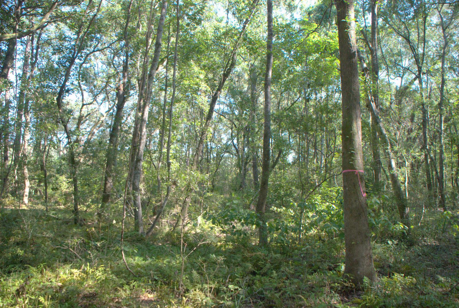 1921 Liberia Road Wadmalaw Island, SC 29487 - Photo 22 of 34 DSC_4345