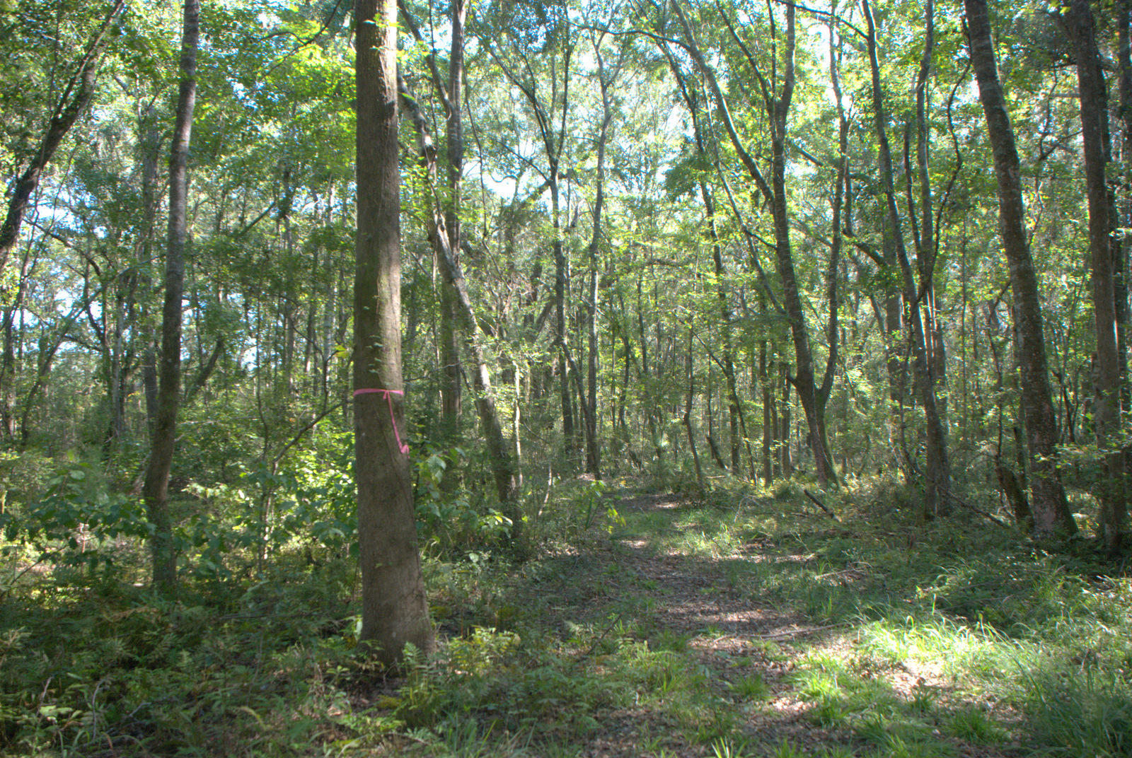 1921 Liberia Road Wadmalaw Island, SC 29487 - Photo 23 of 34 DSC_4346
