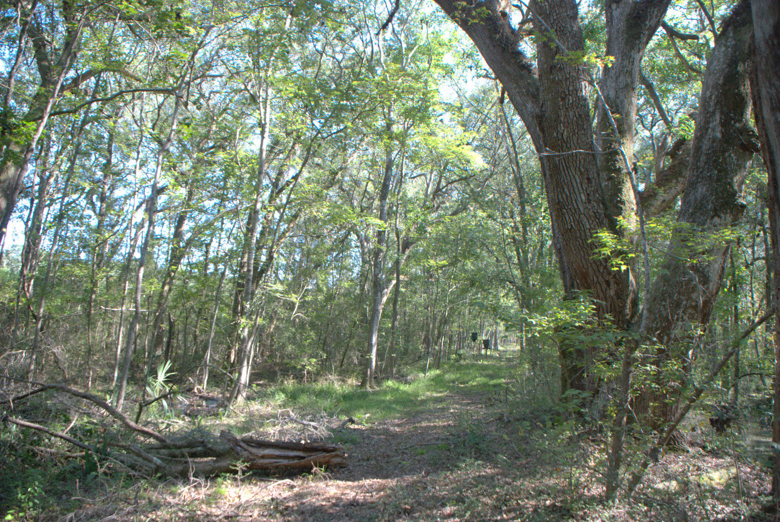 1921 Liberia Road Wadmalaw Island, SC 29487 - Photo 24 of 34 DSC_4347