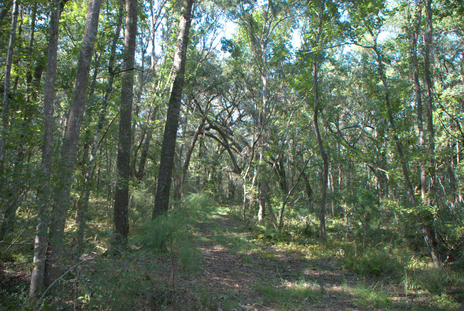 1921 Liberia Road Wadmalaw Island, SC 29487 - Photo 25 of 34 DSC_4348