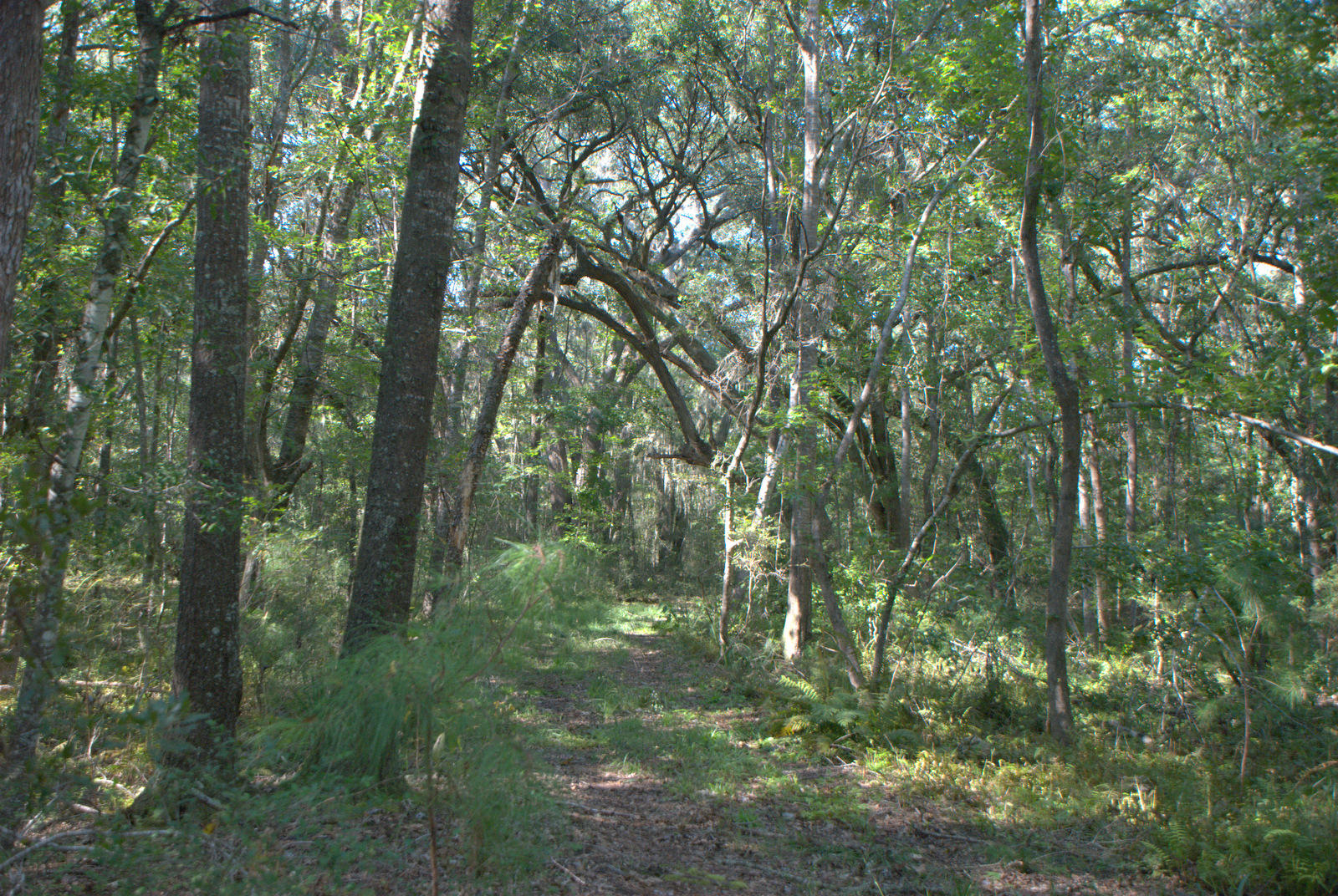 1921 Liberia Road Wadmalaw Island, SC 29487 - Photo 26 of 34 DSC_4349