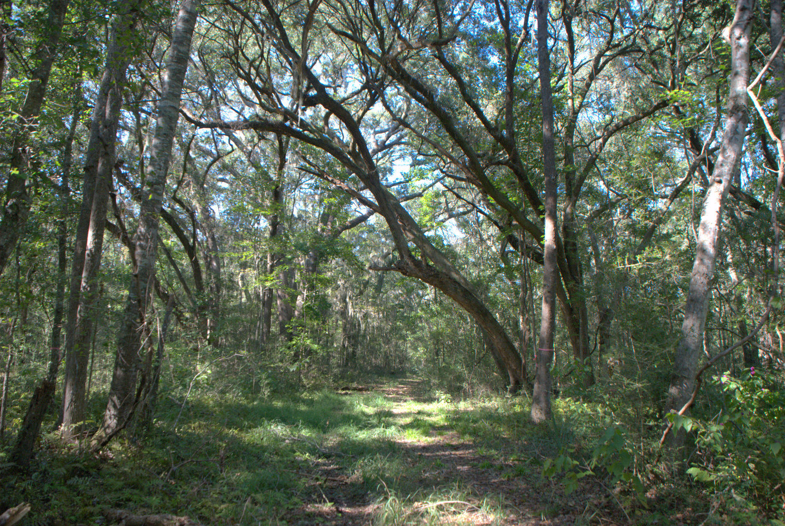 1921 Liberia Road Wadmalaw Island, SC 29487 - Photo 27 of 34 DSC_4350