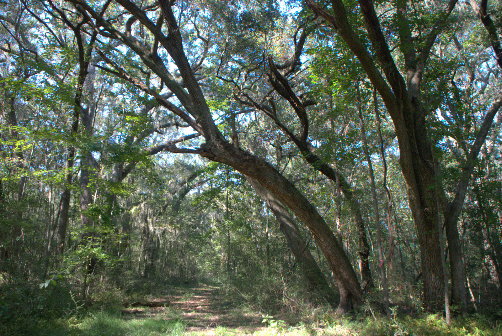 1921 Liberia Road Wadmalaw Island, SC 29487 - Photo 28 of 34 DSC_4351