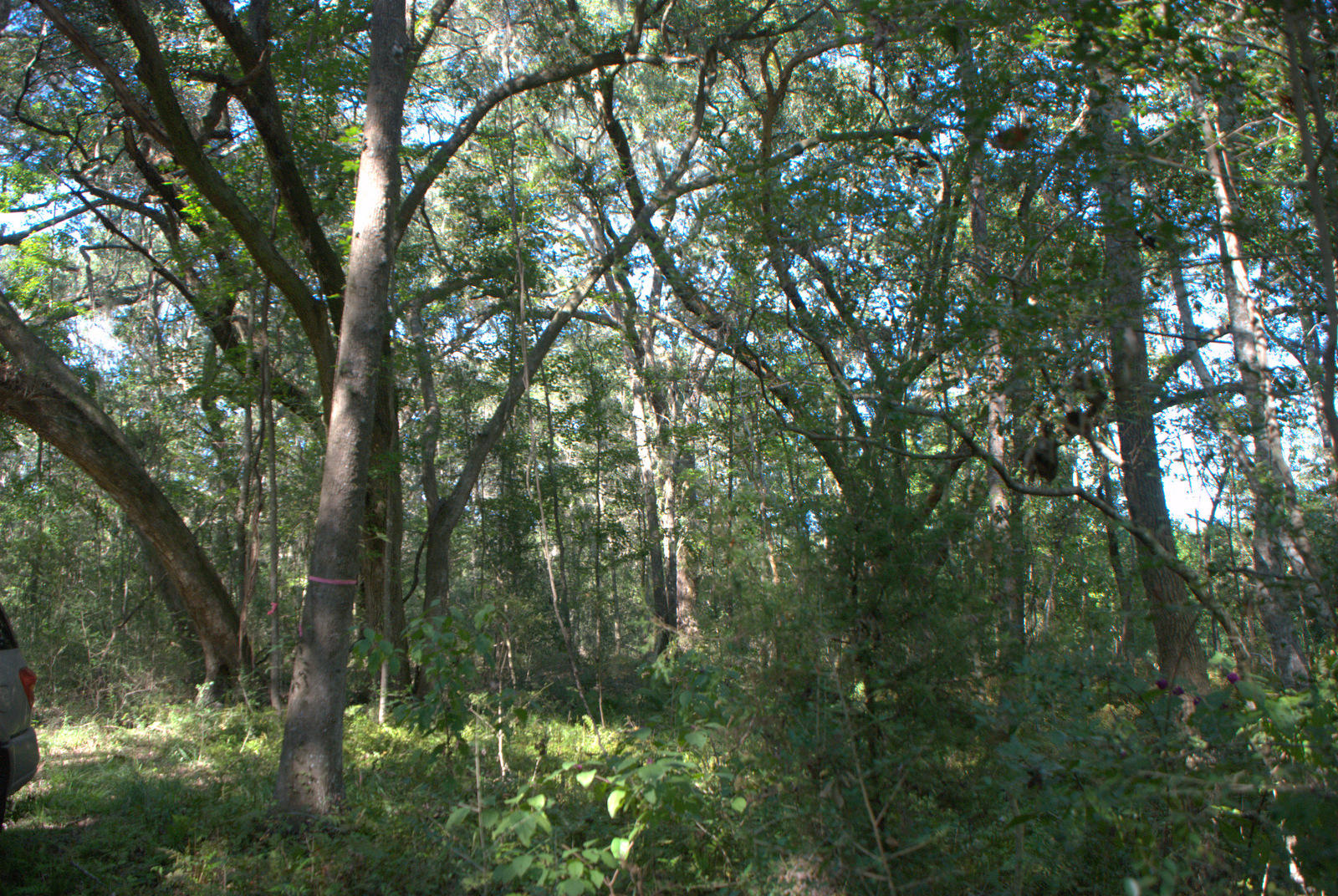 1921 Liberia Road Wadmalaw Island, SC 29487 - Photo 29 of 34 DSC_4352