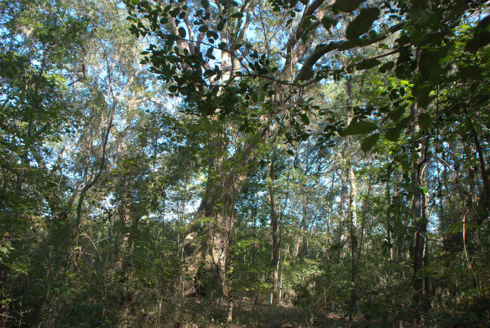 1921 Liberia Road Wadmalaw Island, SC 29487 - Photo 30 of 34 DSC_4356