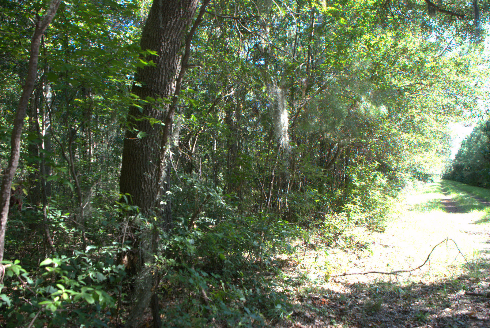 1921 Liberia Road Wadmalaw Island, SC 29487 - Photo 4 of 34 DSC_4322