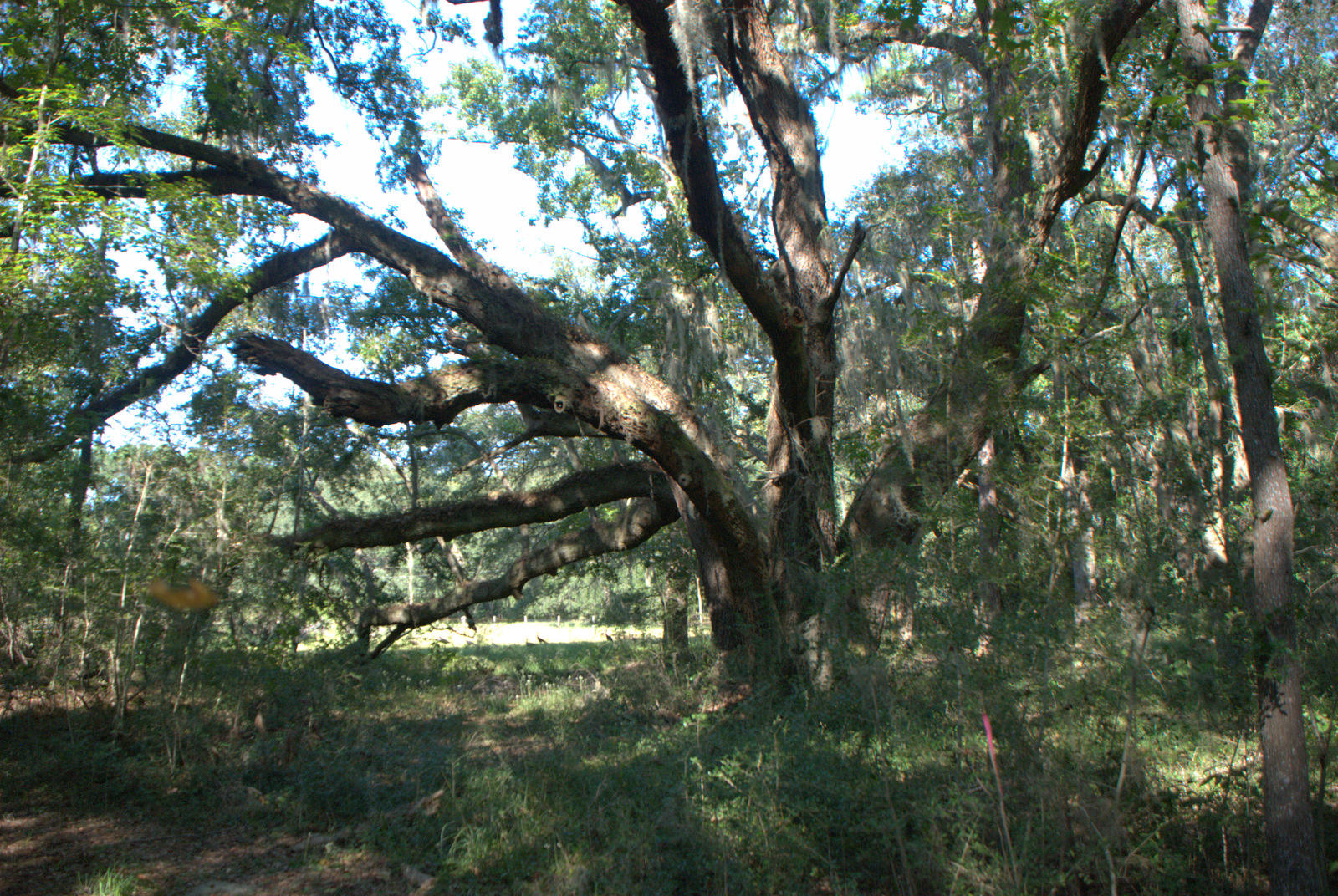 1921 Liberia Road Wadmalaw Island, SC 29487 - Photo 32 of 34 DSC_4359