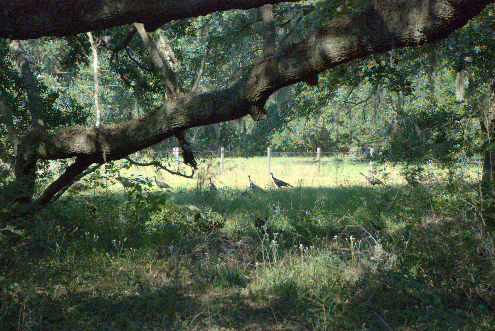 1921 Liberia Road Wadmalaw Island, SC 29487 - Photo 33 of 34 DSC_4360