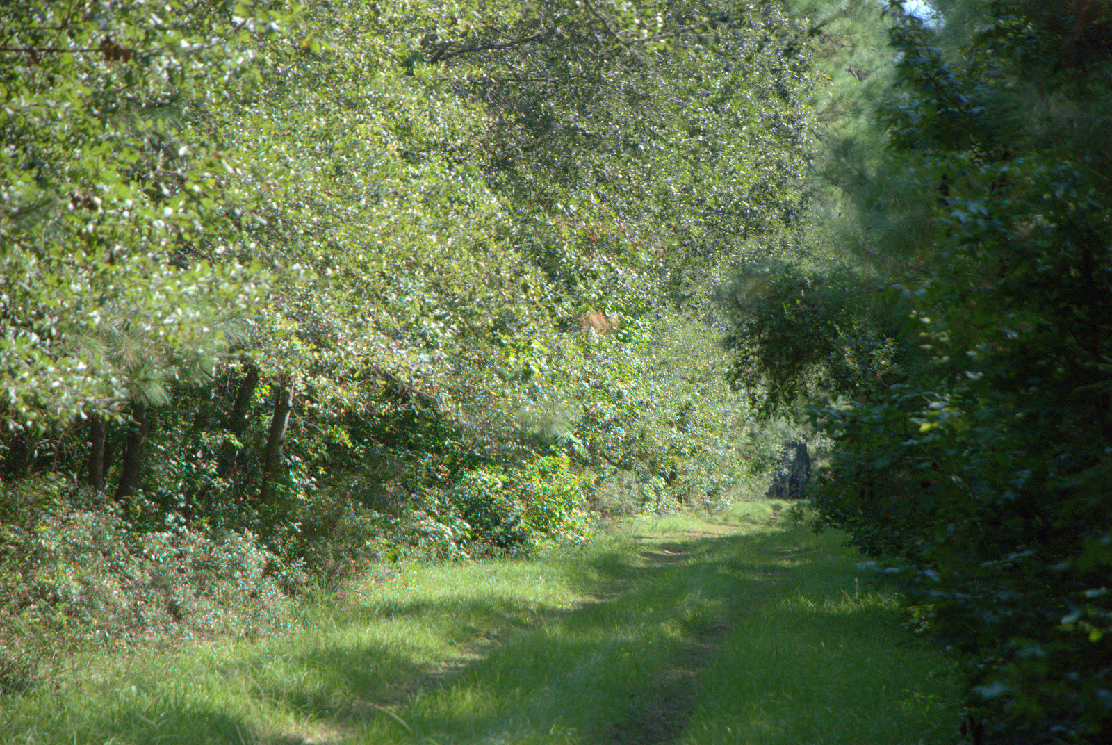 1921 Liberia Road Wadmalaw Island, SC 29487 - Photo 5 of 34 DSC_4323