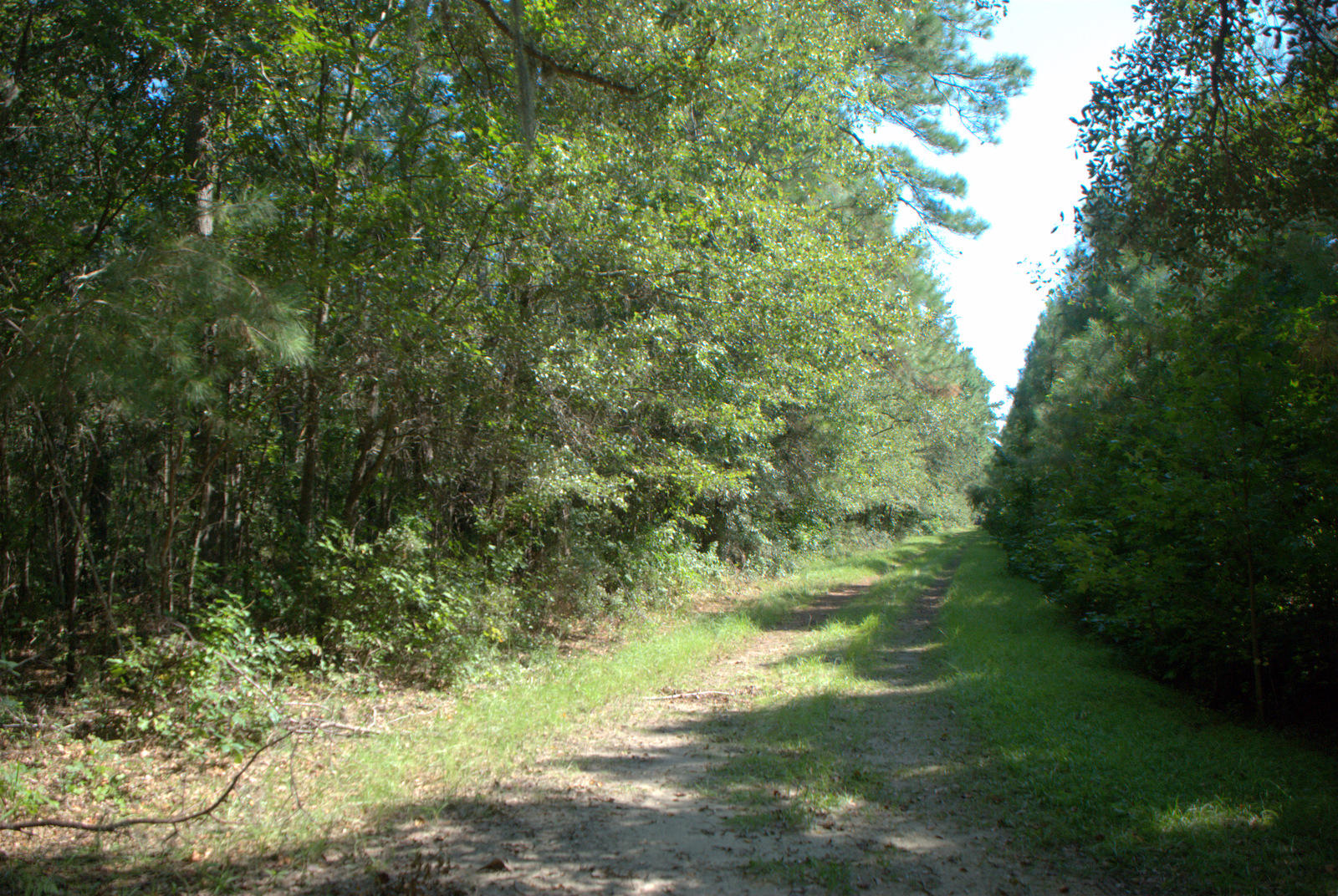 1921 Liberia Road Wadmalaw Island, SC 29487 - Photo 6 of 34 DSC_4324