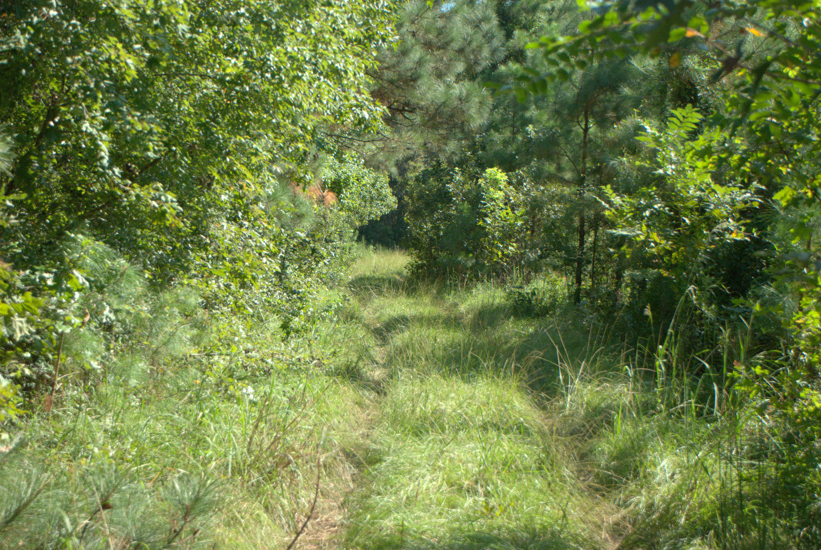 1921 Liberia Road Wadmalaw Island, SC 29487 - Photo 7 of 34 DSC_4325